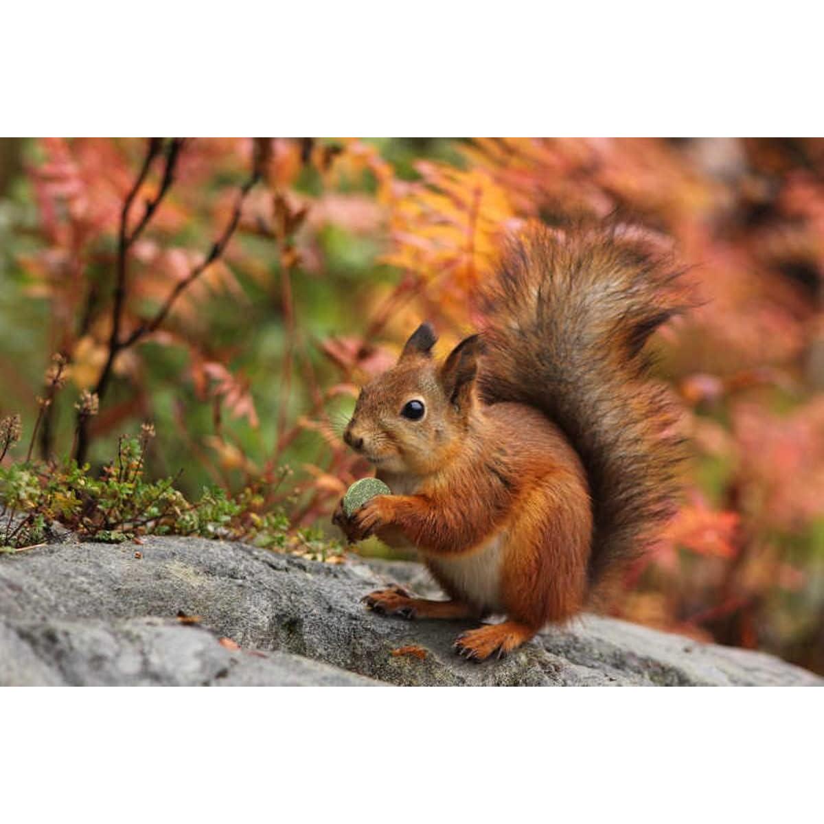 Juguetes de golosinas para roedores TANOMA - 11 piezas