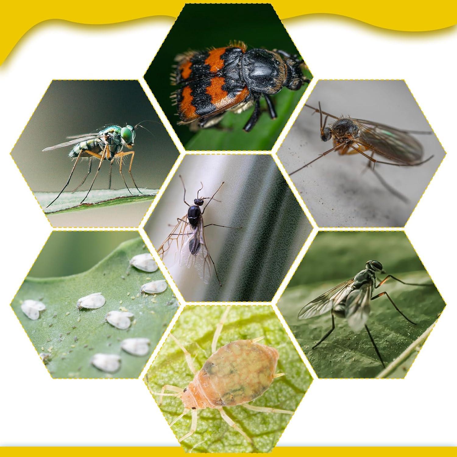 Trampas Adhesivas para Mosquitos Qualirey 220 Pcs Amarillo