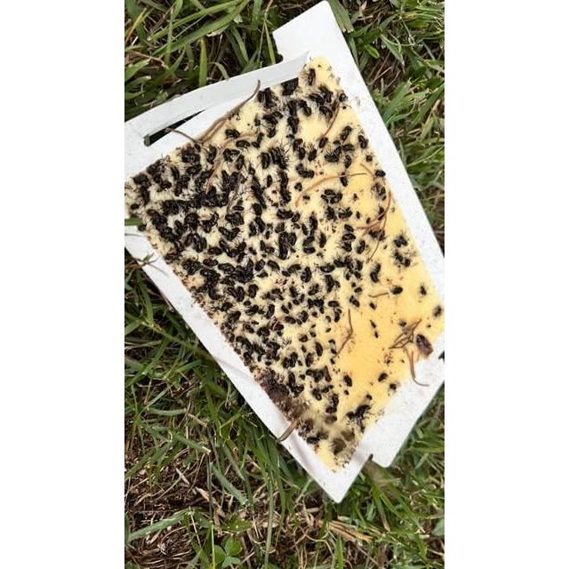 Trampas de Pegamento Trapper Max 72 Tableros No Tóxicos