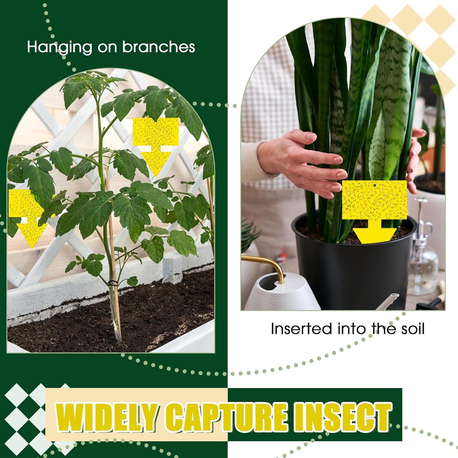 Trampas para Moscas de Fruta Qualirey 100 Pcs Amarillo