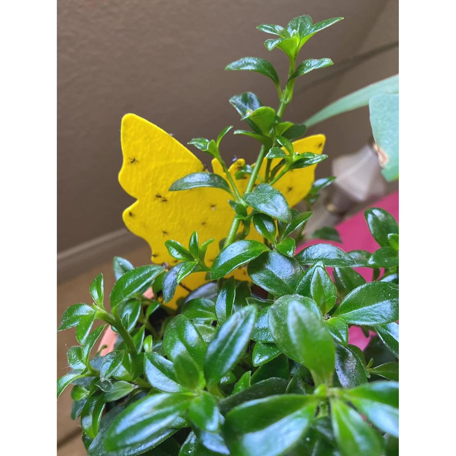 Trampas Adhesivas Amarillas Faicuk para Plantas - 20 Unidades