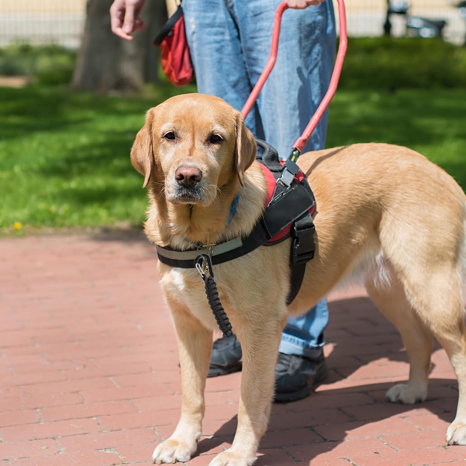 Clip de Seguridad para Correa de Perro Maxqzin DY1760, 16.6cm