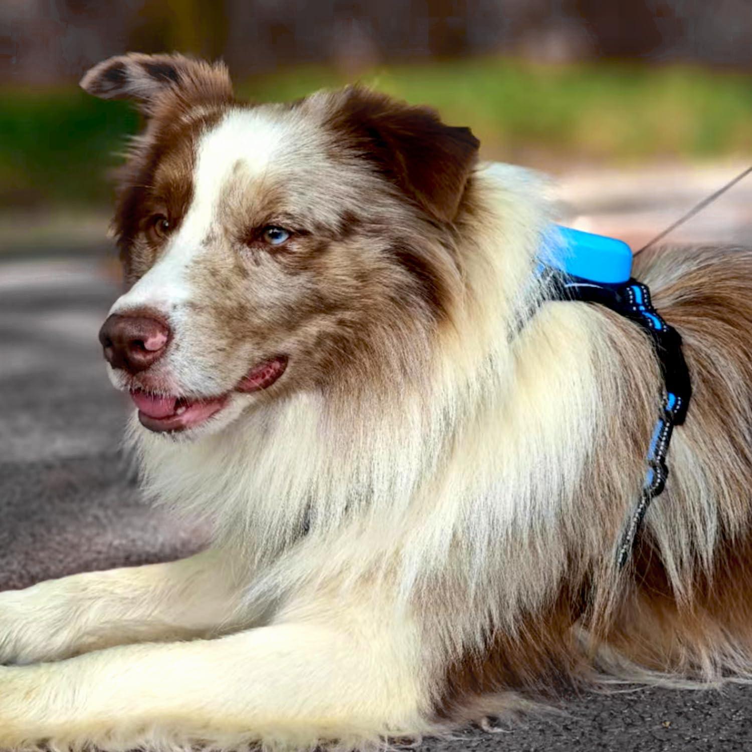 Conjunto Arnés y Correa Reflectante Maibu Pequeño Azul