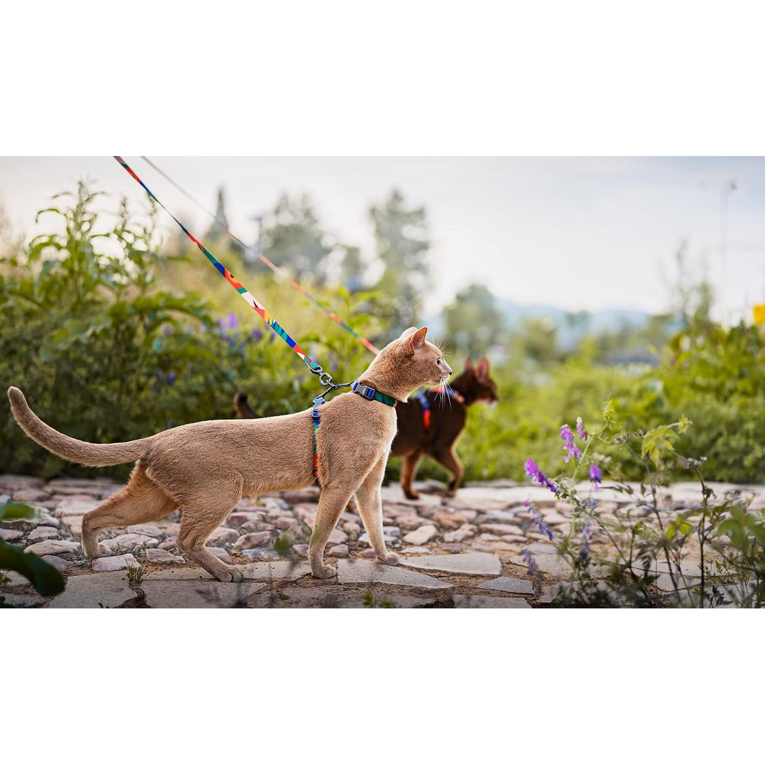 Conjunto Arnés y Correa Pidan XL para Gatos Grandes Multicolor