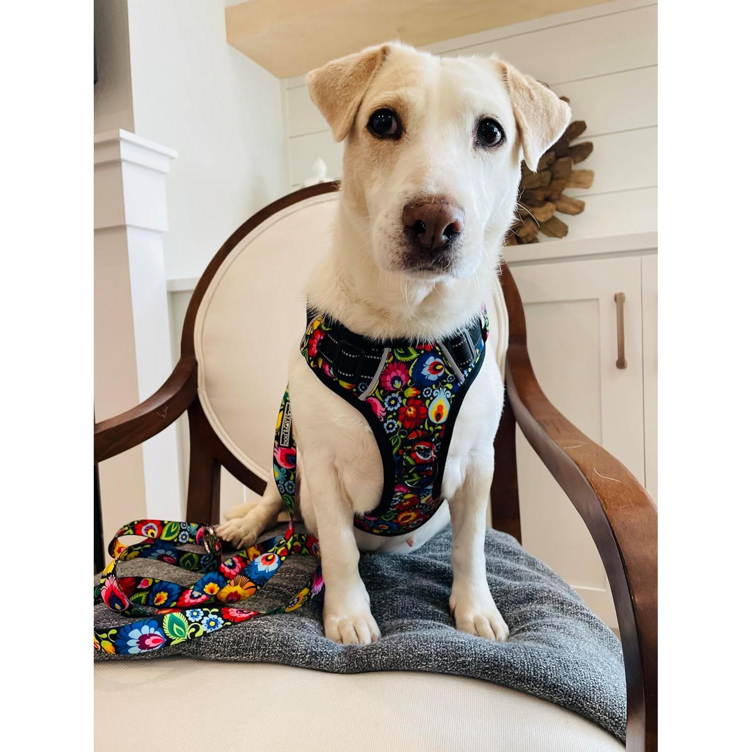 Arnés para Perros Lucky Love Ajustable No Pull Mediano Blackbird