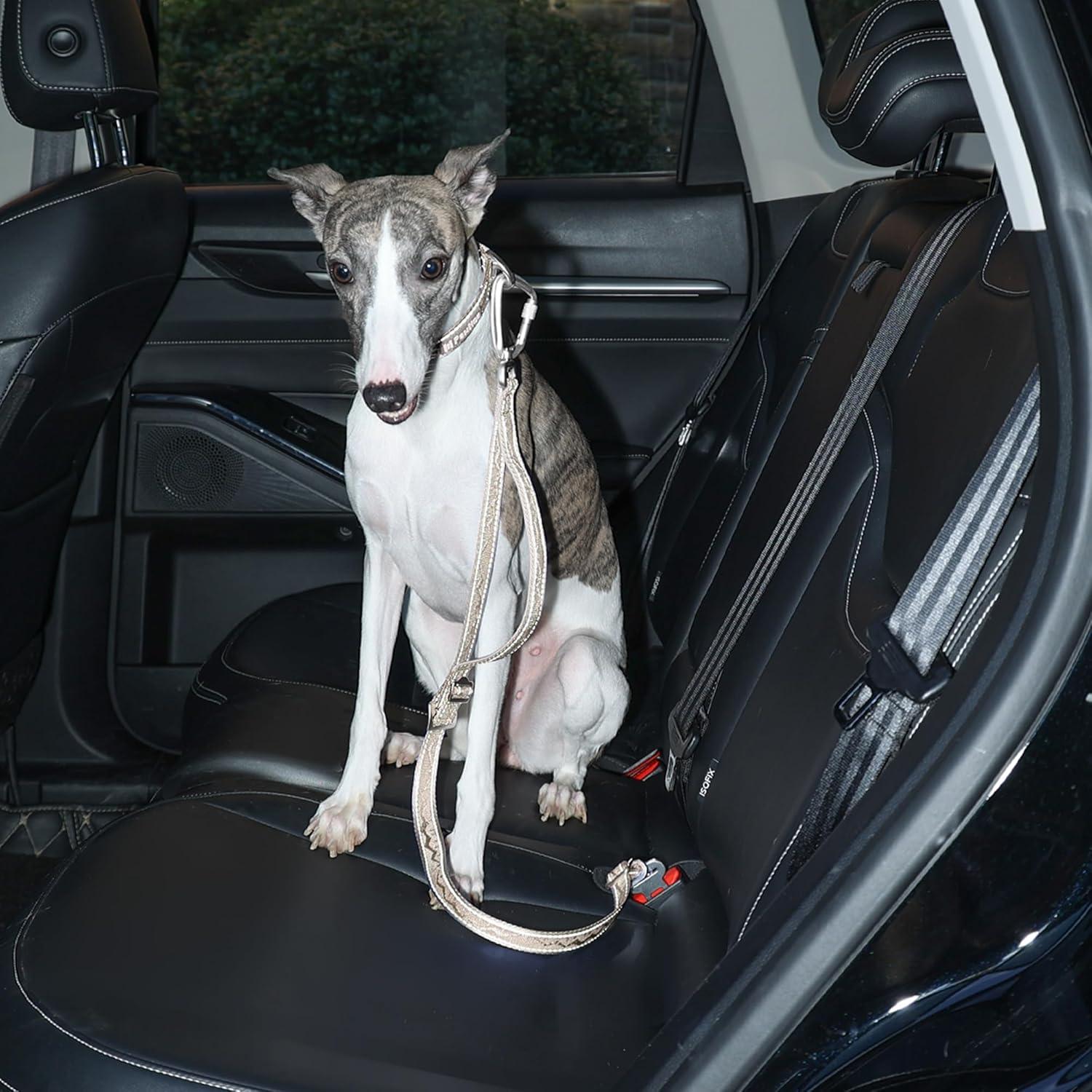 Correa de Perro 3-en-1 Pawtico Oro Champán 1.52m Acolchada