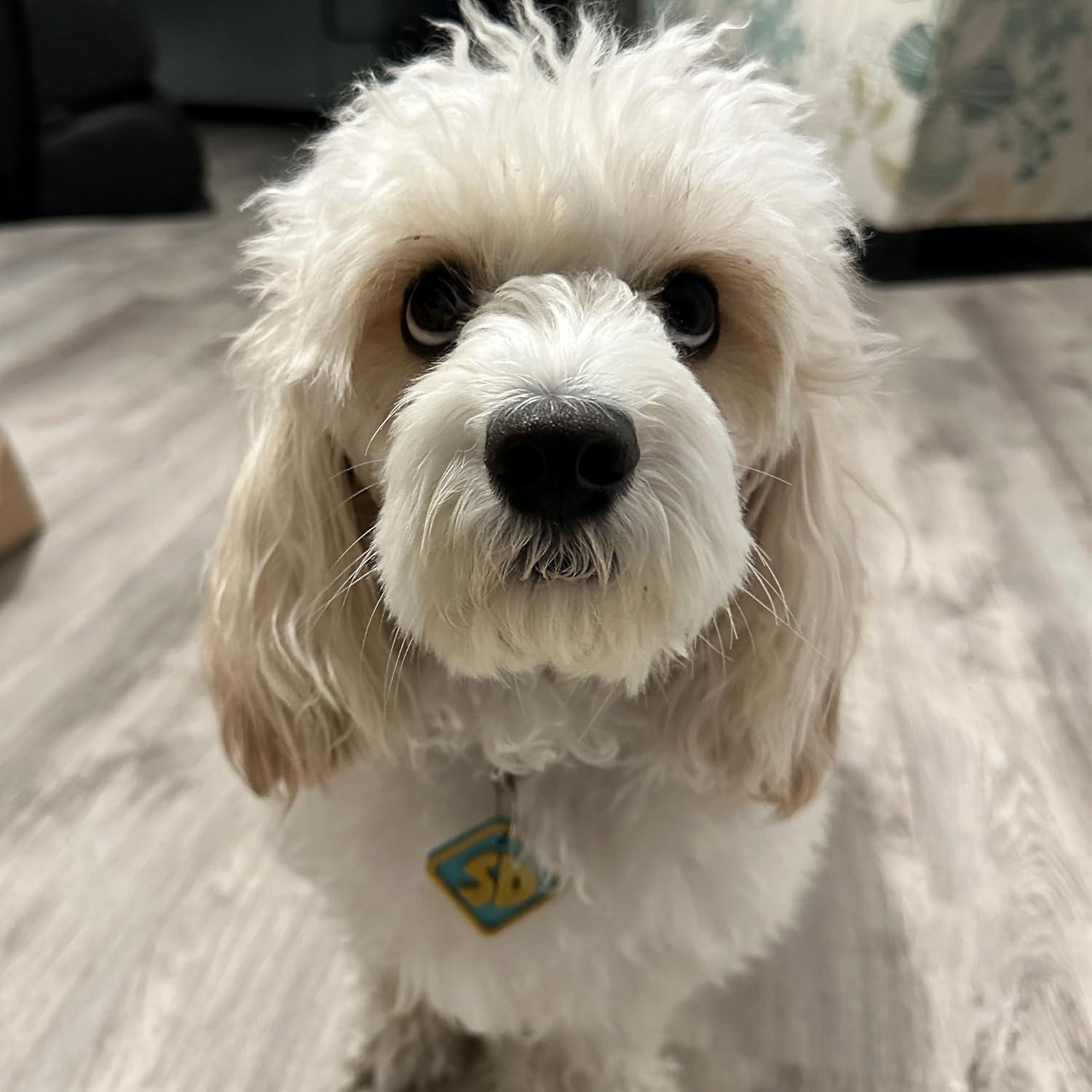 Etiqueta de Collar de Perro Scooby-Doo 4.57cm - CTWPets