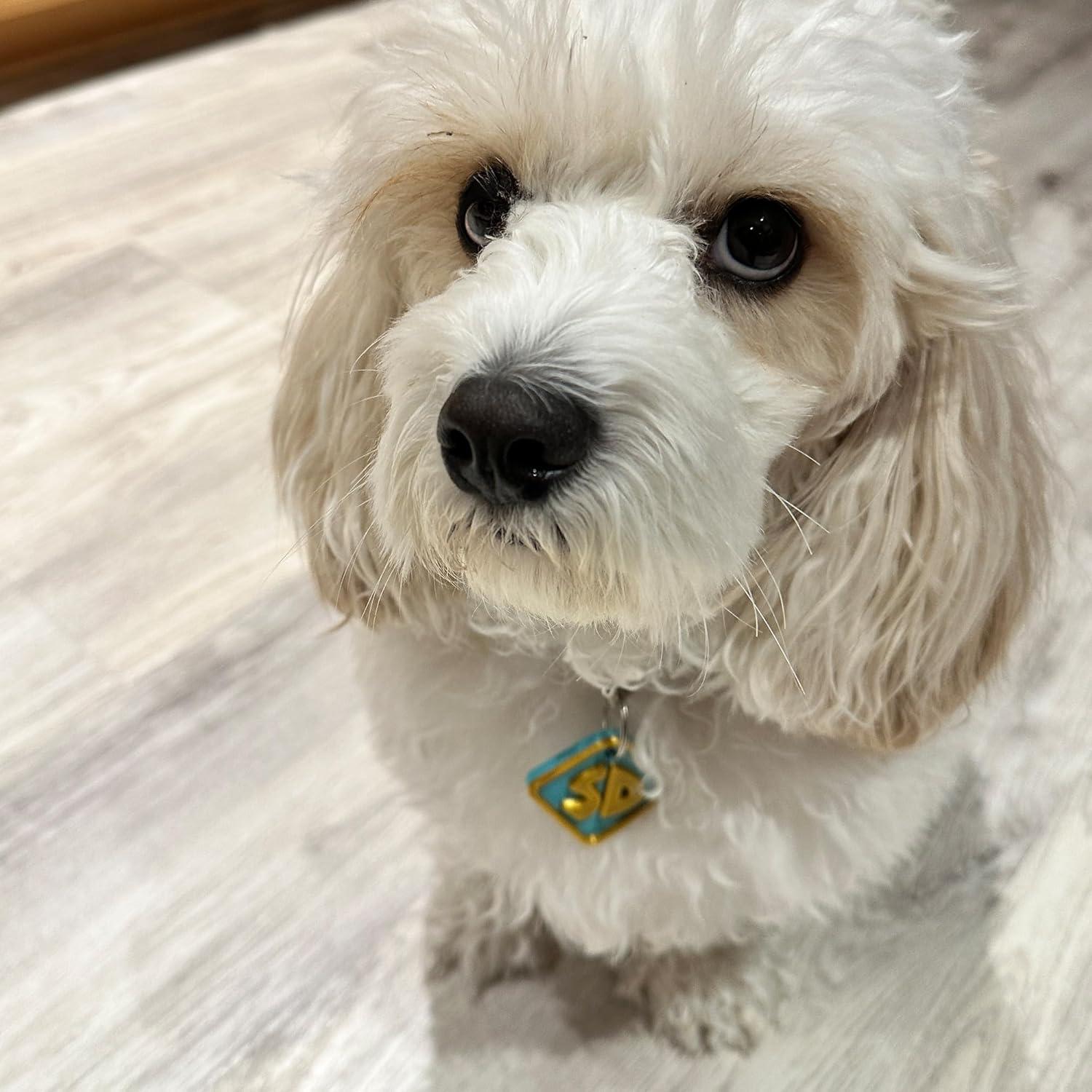 Etiqueta de Collar de Perro Scooby-Doo 4.57cm - CTWPets