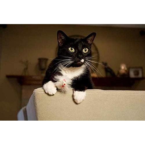 Juguete de Peluche Weasel Iconic Pet - Juego de 2 para Perros y Gatos