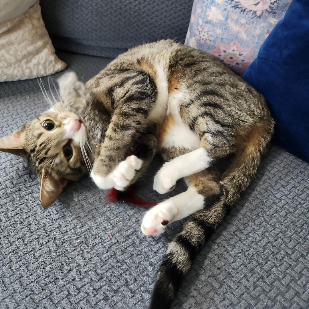 Juguete para Gato GoCat Da Fur Thing con Hierba Gatera