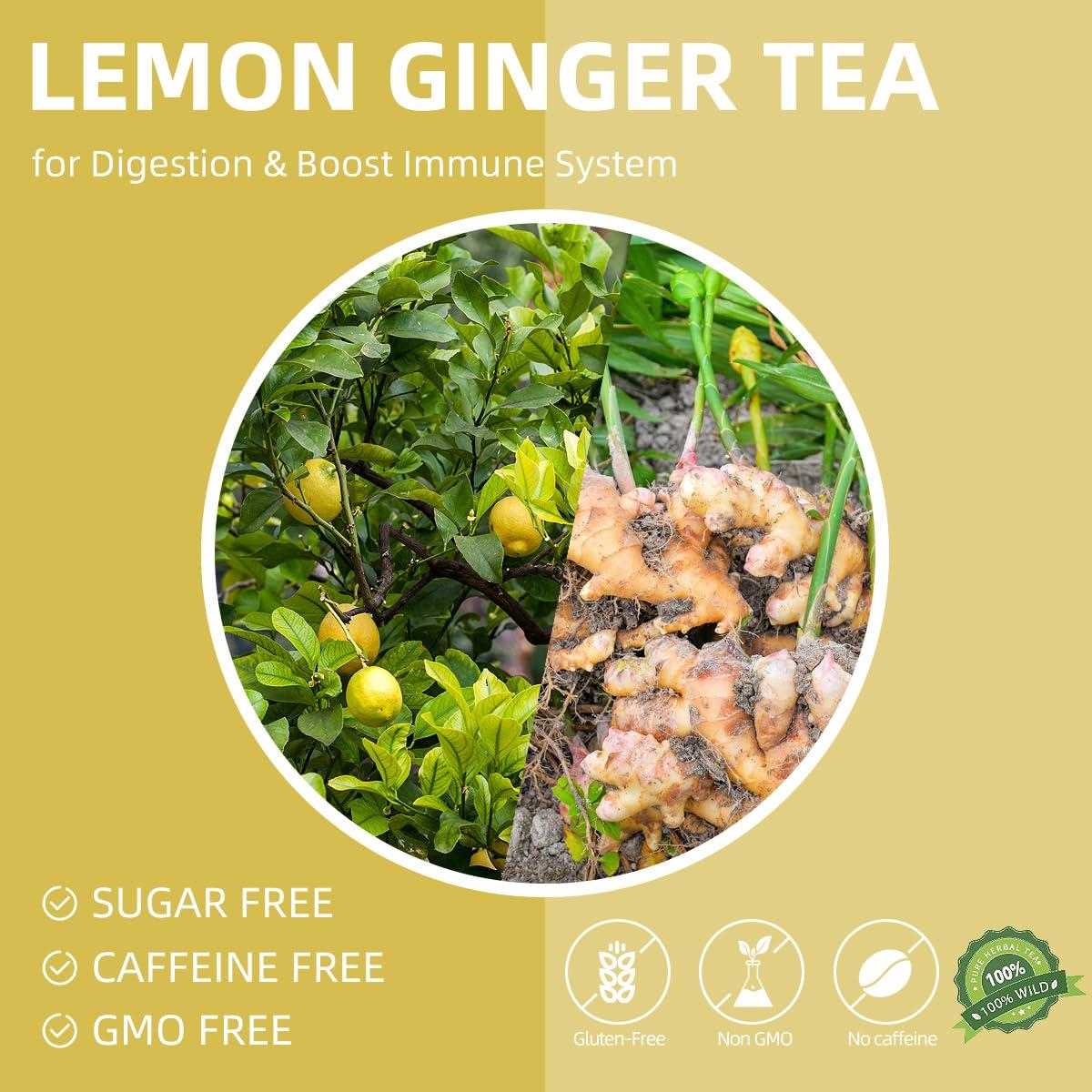 Bolsitas de Té de Jengibre ILGNIMZ 50 Unidades 100% Natural