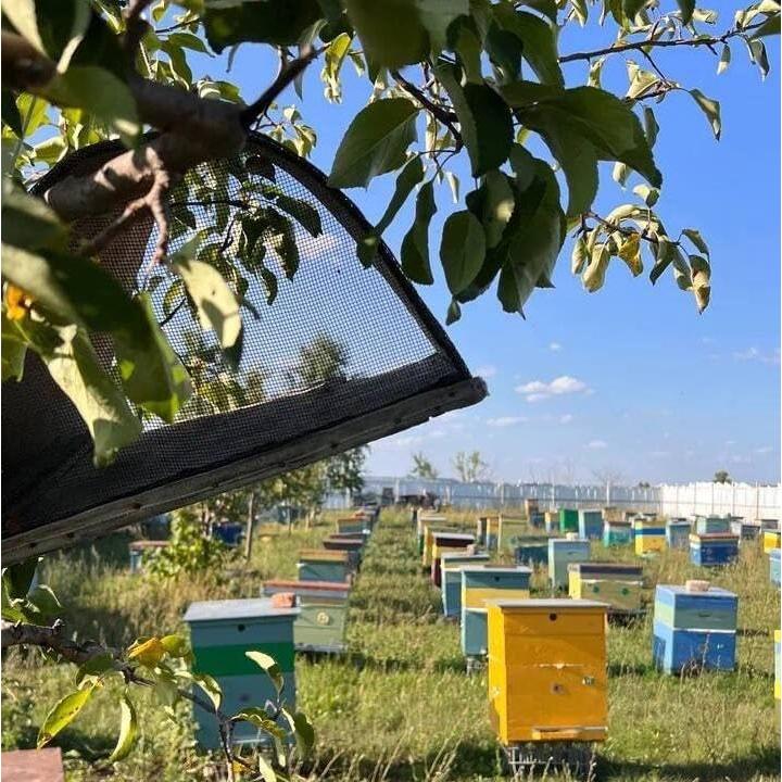 Supositorios de Homogenato de Larvas de Drone New Time - 30 Pcs