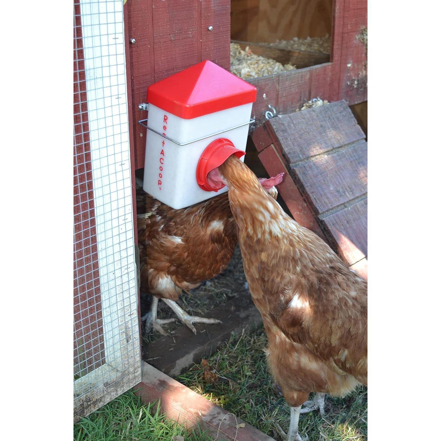 Alimentador RentACoop Chick2Chicken 1.13kg para Aves - Libre de BPA