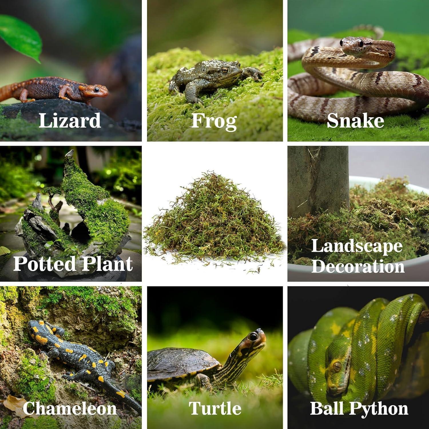 Musgo de Esfagno Sukh para Reptiles - 141.75 g de Turba