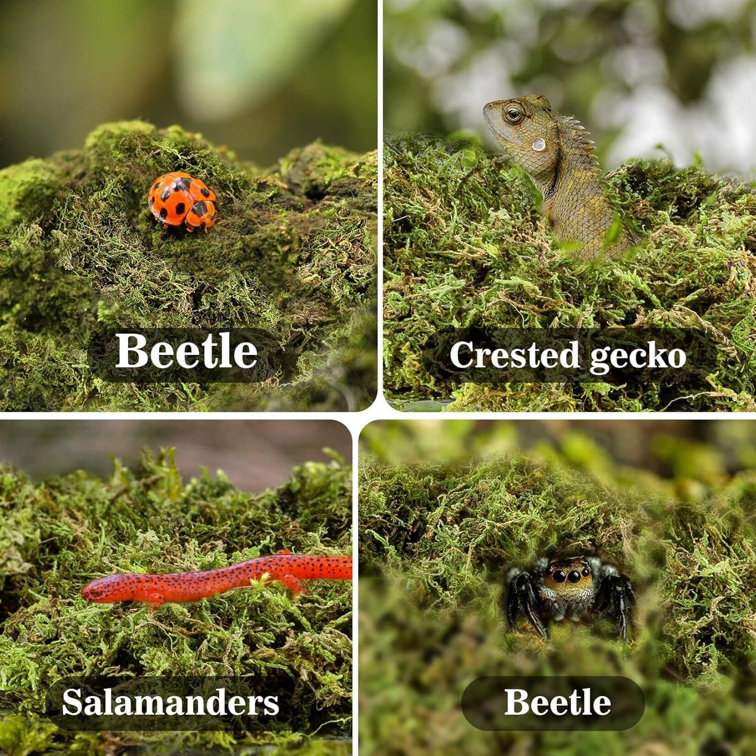 Musgo de Esfagno Sukh para Reptiles - 141.75 g de Turba