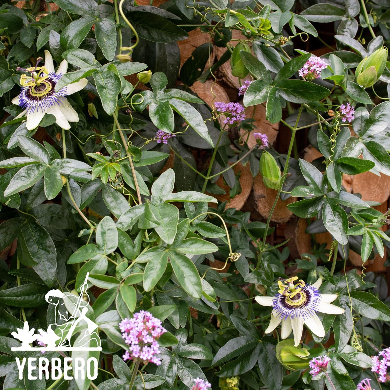 Té Herbal de Pasiflora Yerbero 100g - 100% Natural y Sin OGM