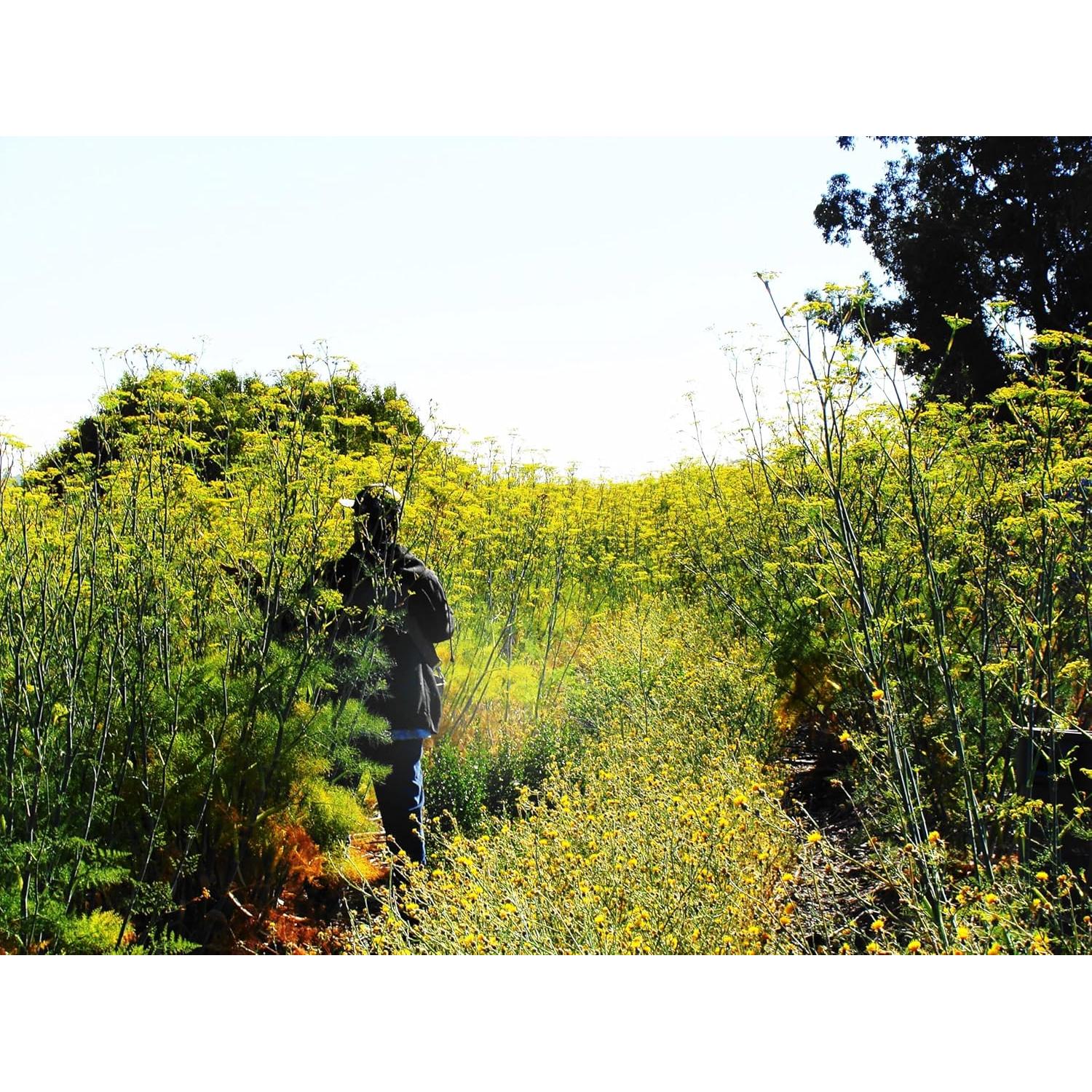 Polen de Hinojo Orgánico Pollen Ranch 14.17 g - Sabor Natural