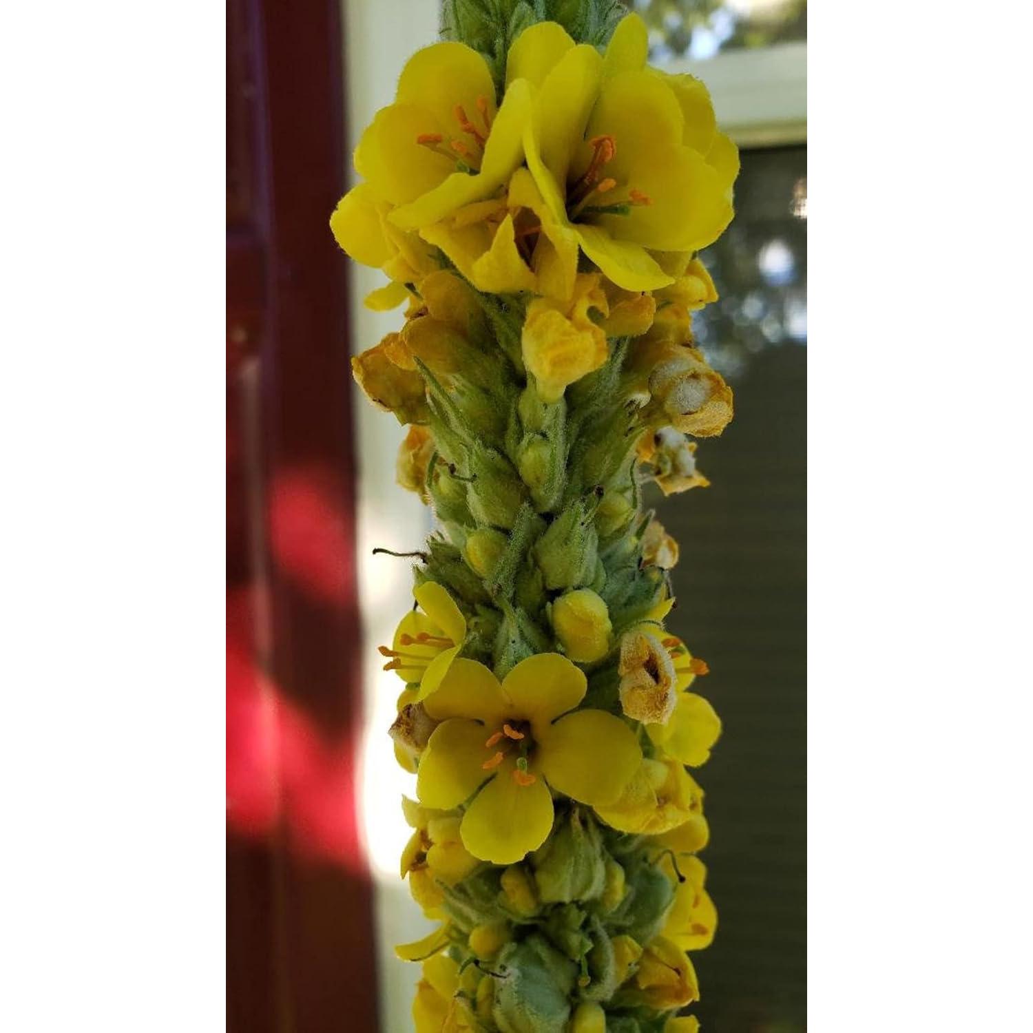 Té de Hoja de Mullein Undelio 56.7 g - Orgánico y Natural