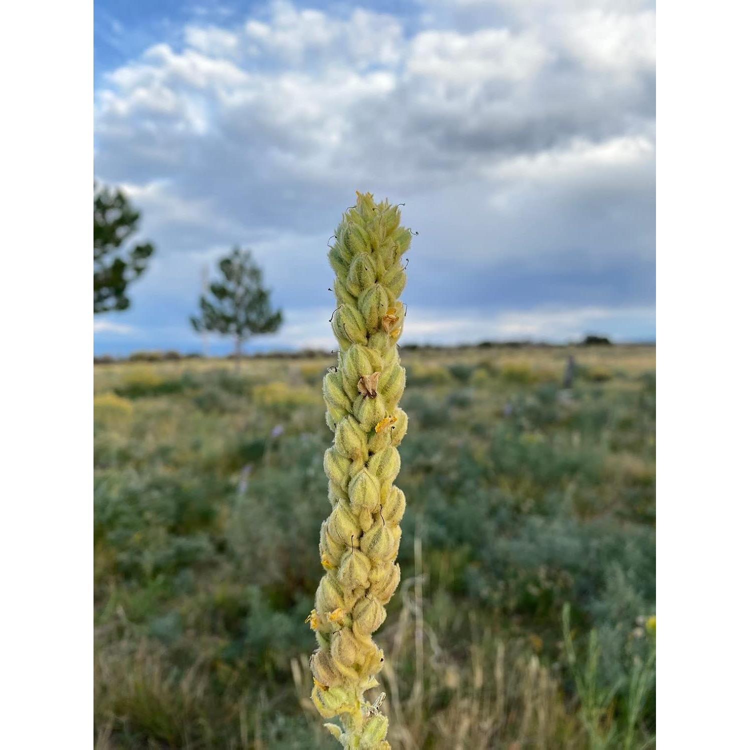 Té de Hoja de Mullein Undelio 56.7 g - Orgánico y Natural