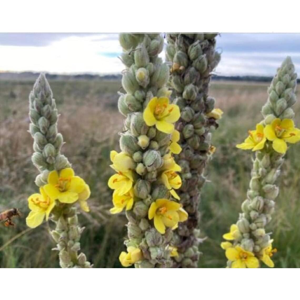 Té de Hoja de Mullein Undelio 56.7 g - Orgánico y Natural