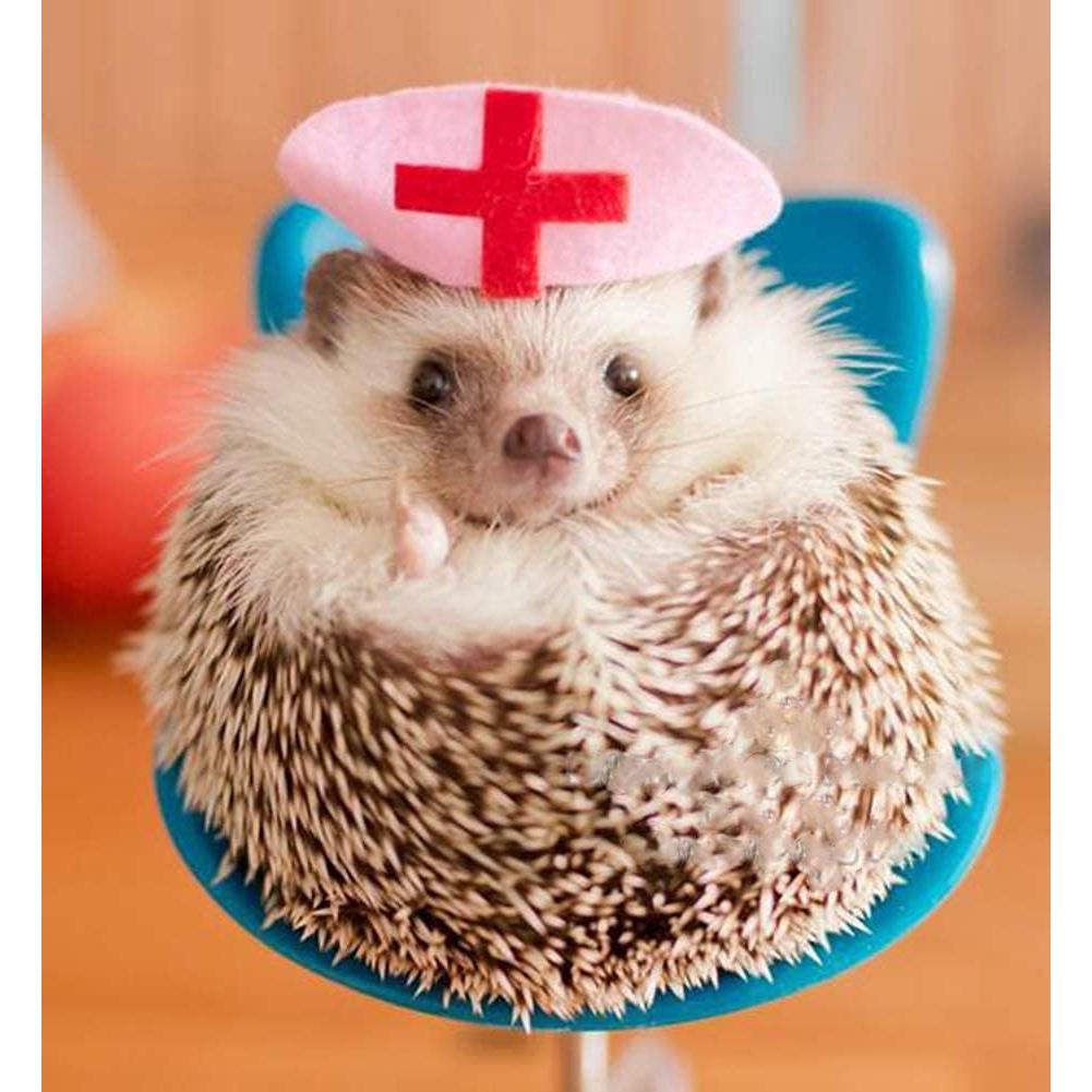 Silla Mini Giratoria para Mascotas MANGO - Erizo y Hámster