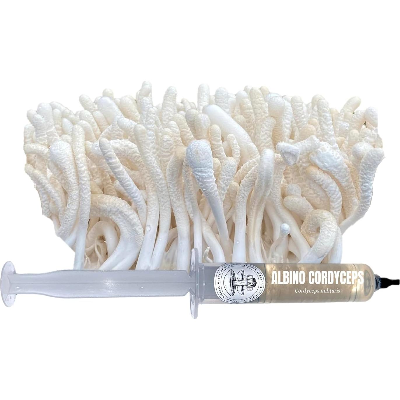 Cultivo Líquido de Cordyceps Albino Spawn 20mL 100% Limpio