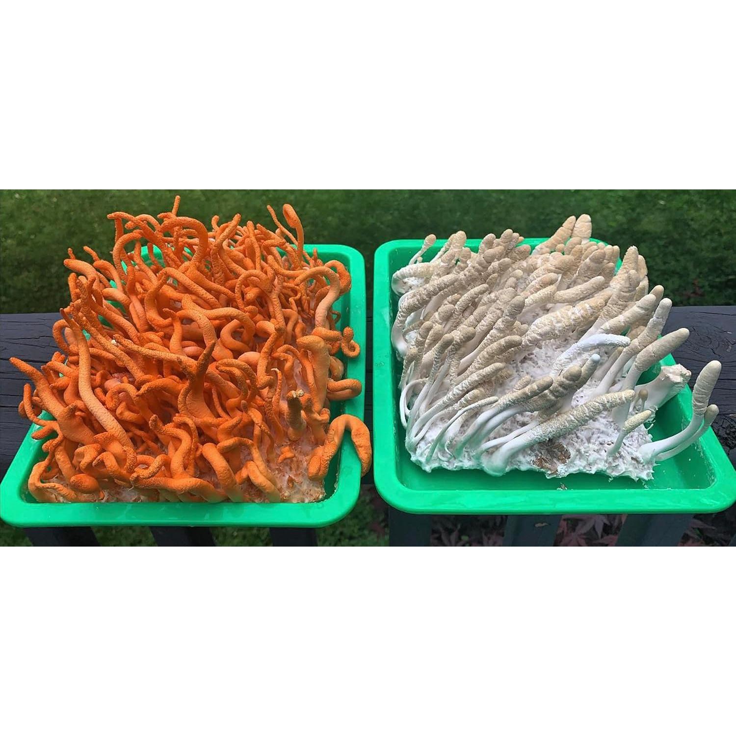 Cultivo Líquido de Cordyceps Albino Spawn 20mL 100% Limpio