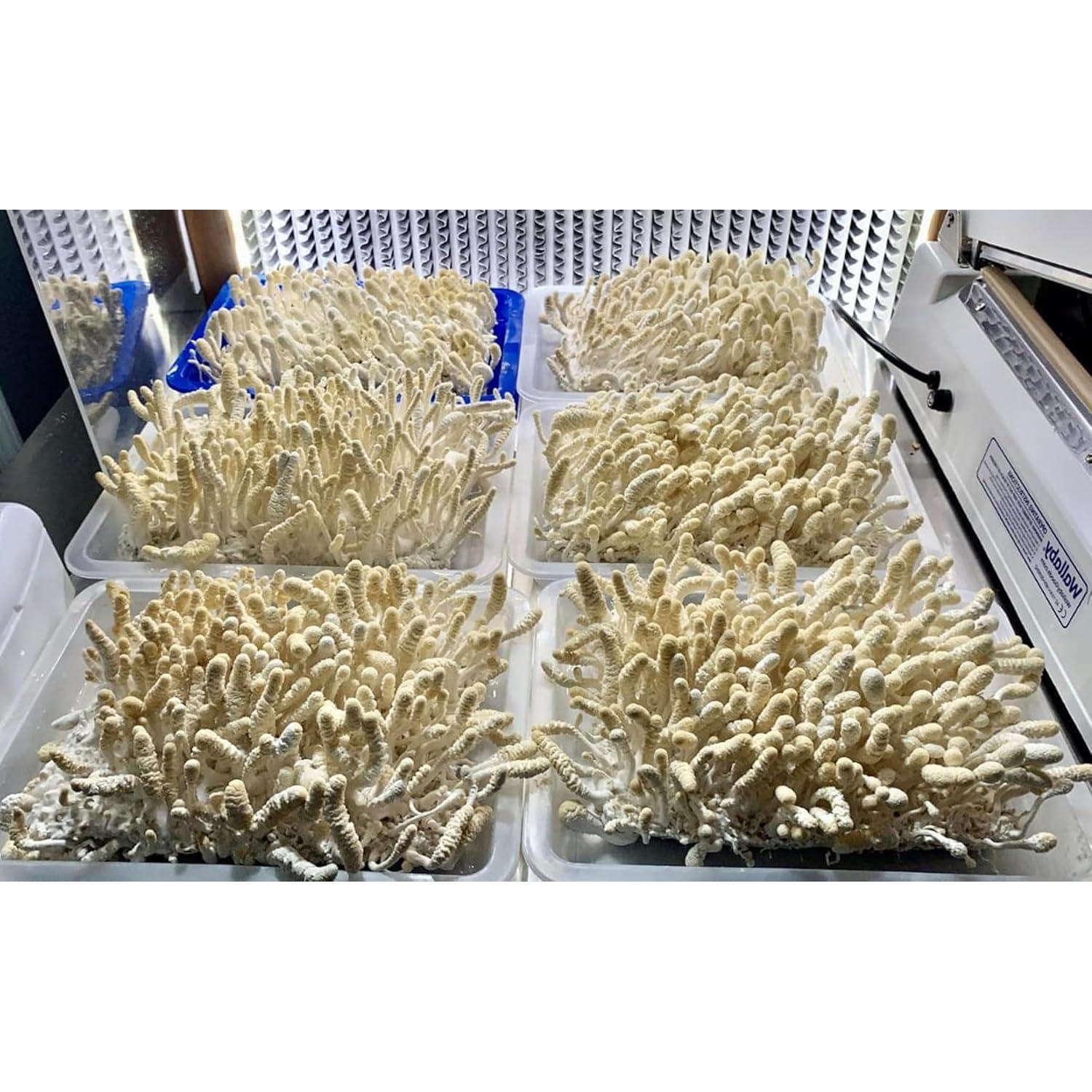 Cultivo Líquido de Cordyceps Albino Spawn 20mL 100% Limpio