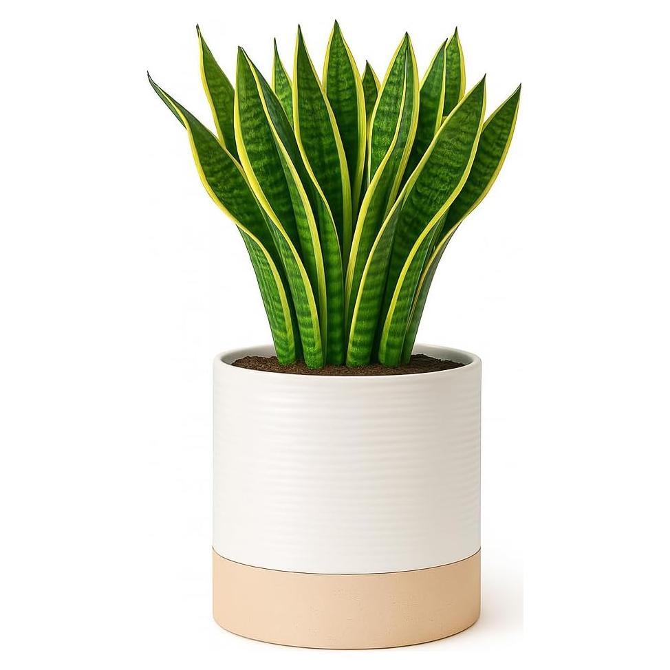 Maceta Autorriego Cerámica Blueming 18 cm Blanco Beige