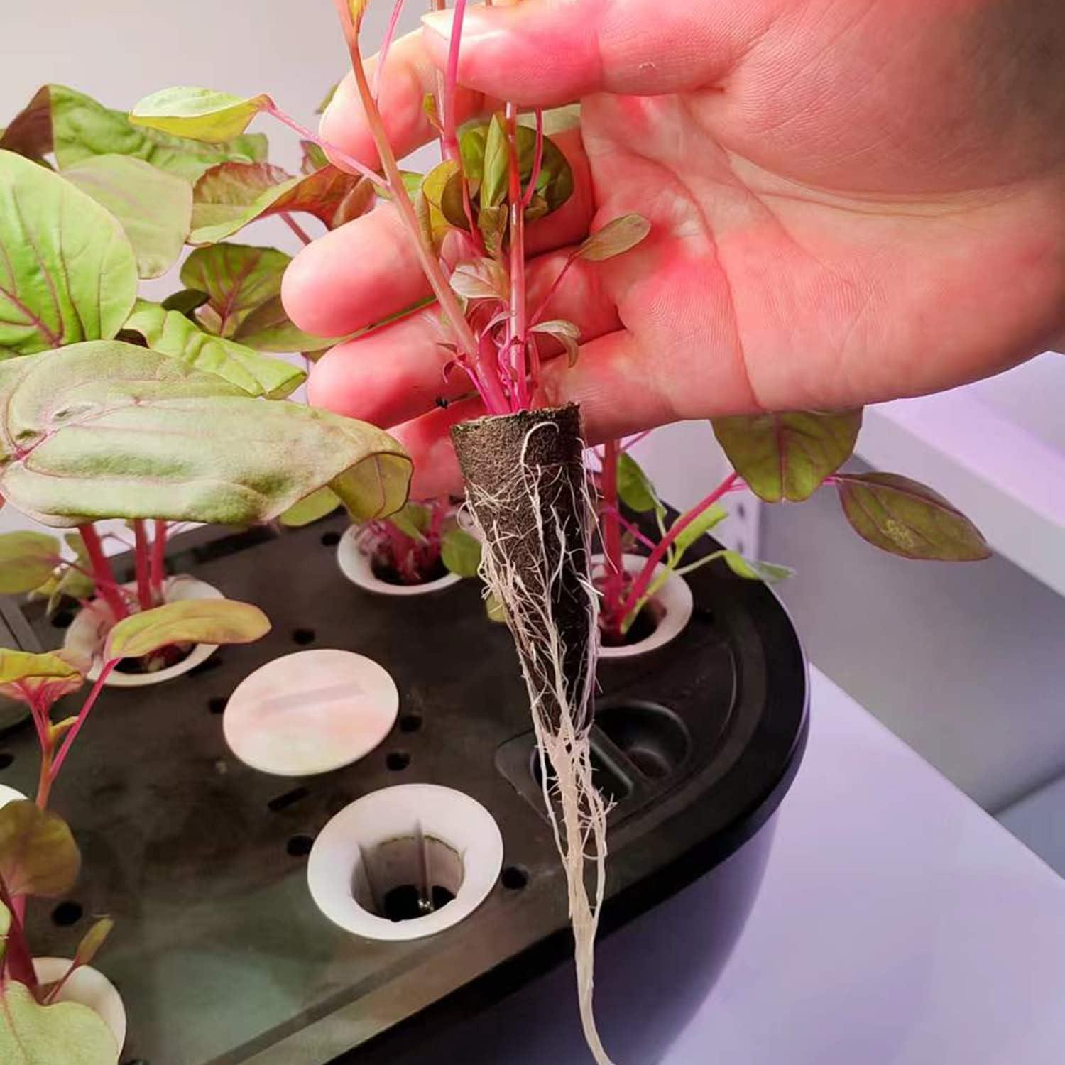 Esponjas de Crecimiento Hidropónicas EVERECOO - 30 Piezas