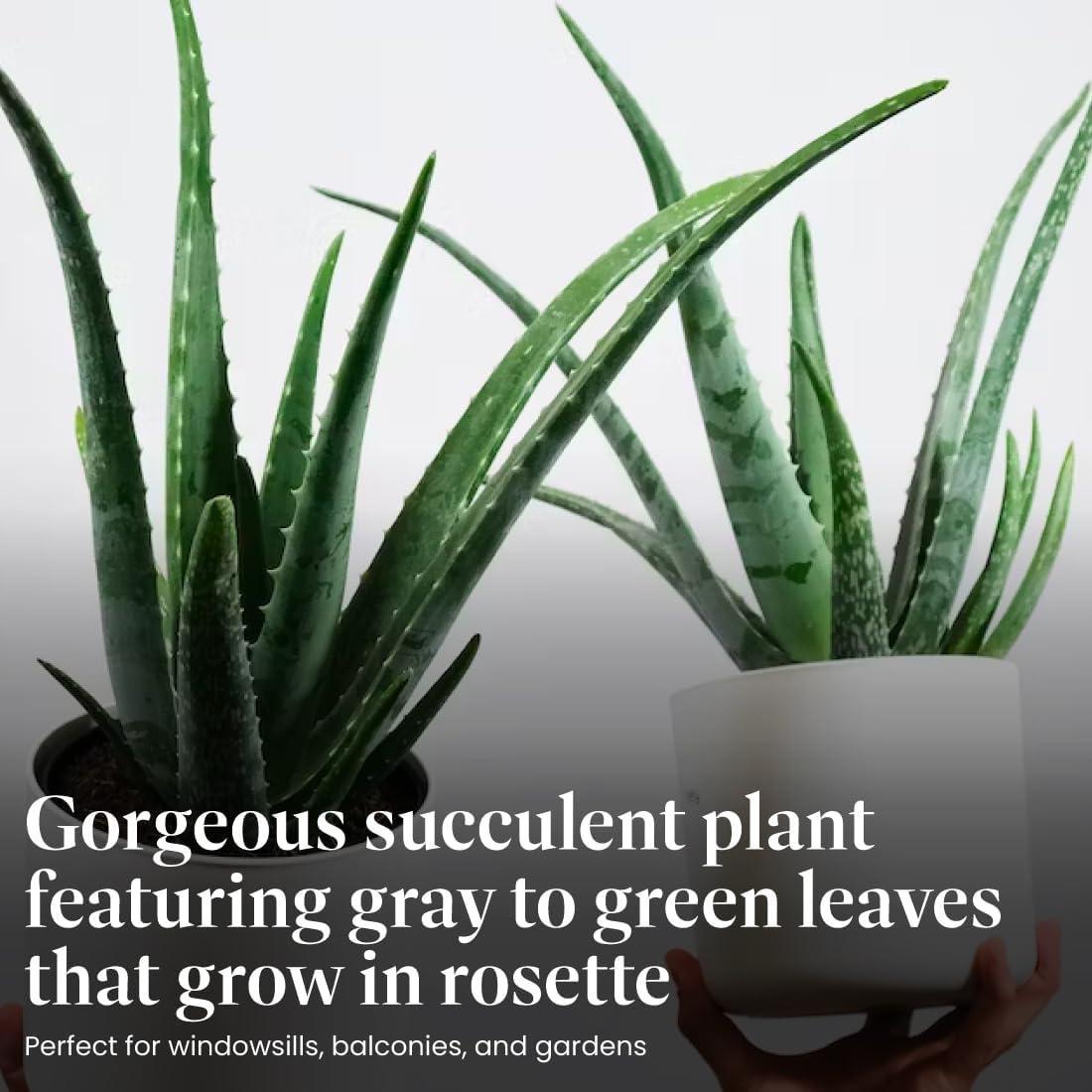 Planta Aloe Vera en Maceta 15 cm - Intercambio de Plantas Americanas