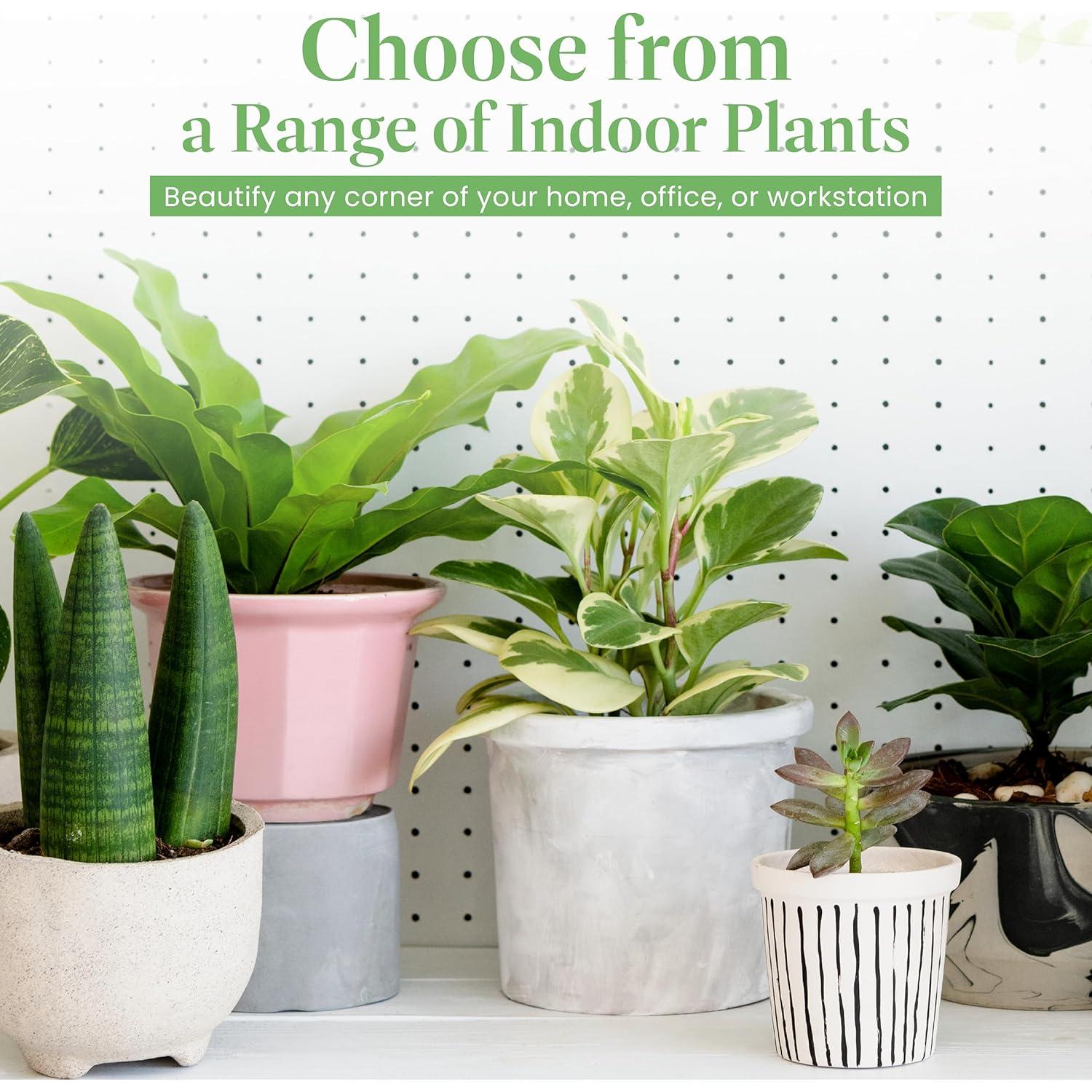 Planta Aloe Vera en Maceta 15 cm - Intercambio de Plantas Americanas