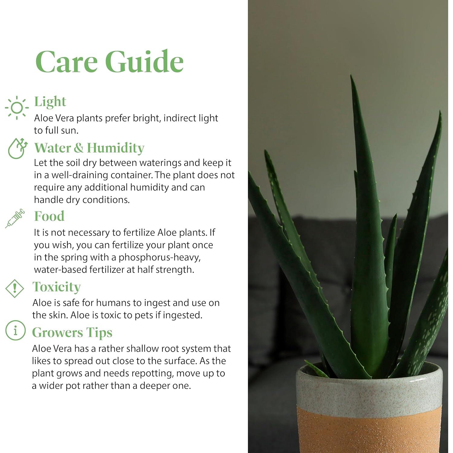 Planta Aloe Vera en Maceta 15 cm - Intercambio de Plantas Americanas