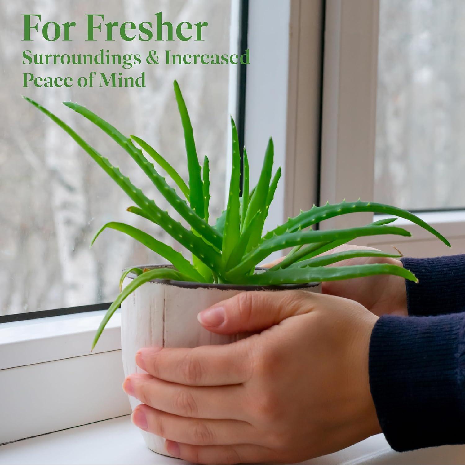 Planta Aloe Vera en Maceta 15 cm - Intercambio de Plantas Americanas