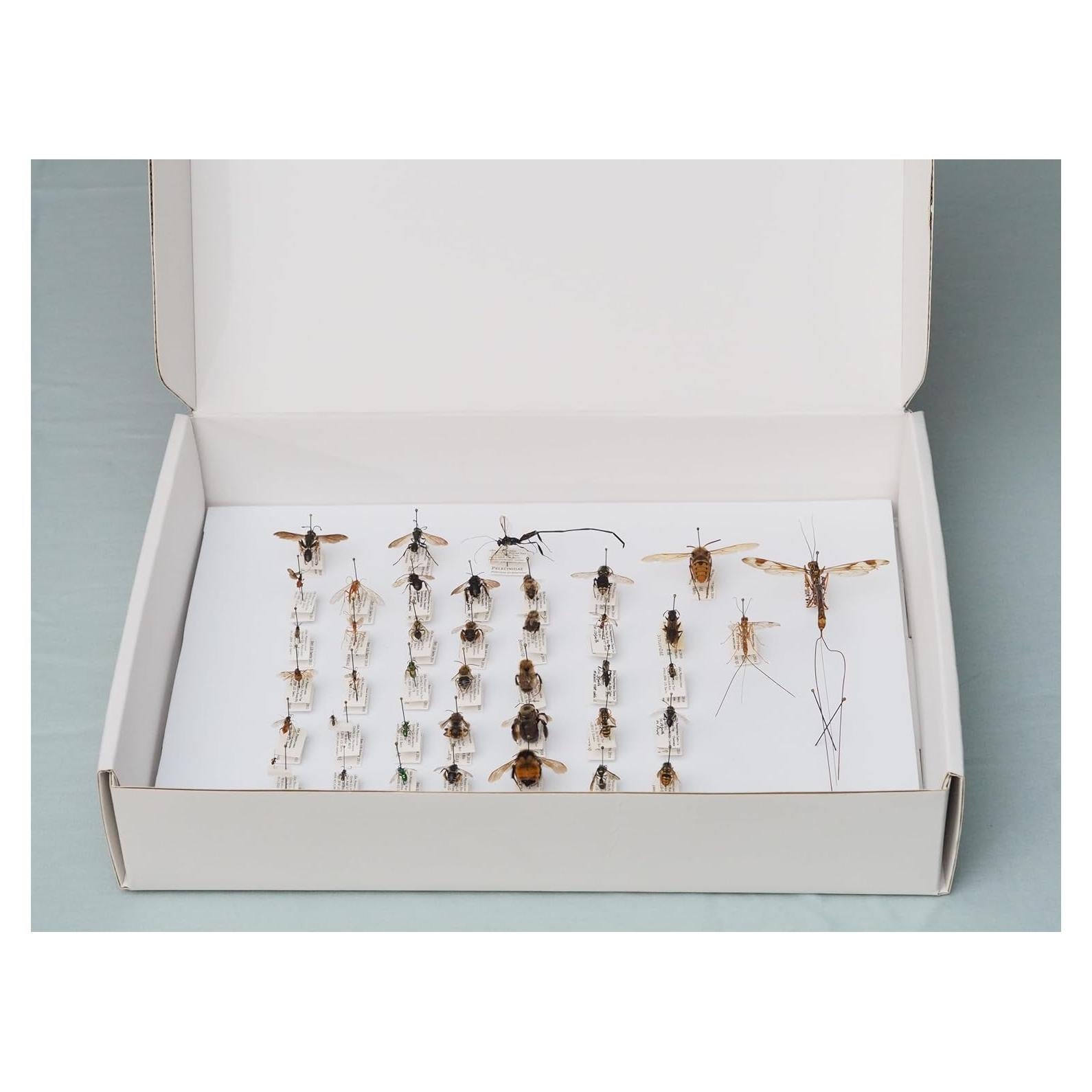 Caja de Clavado de Insectos Making It Work 33x23x6.4 cm