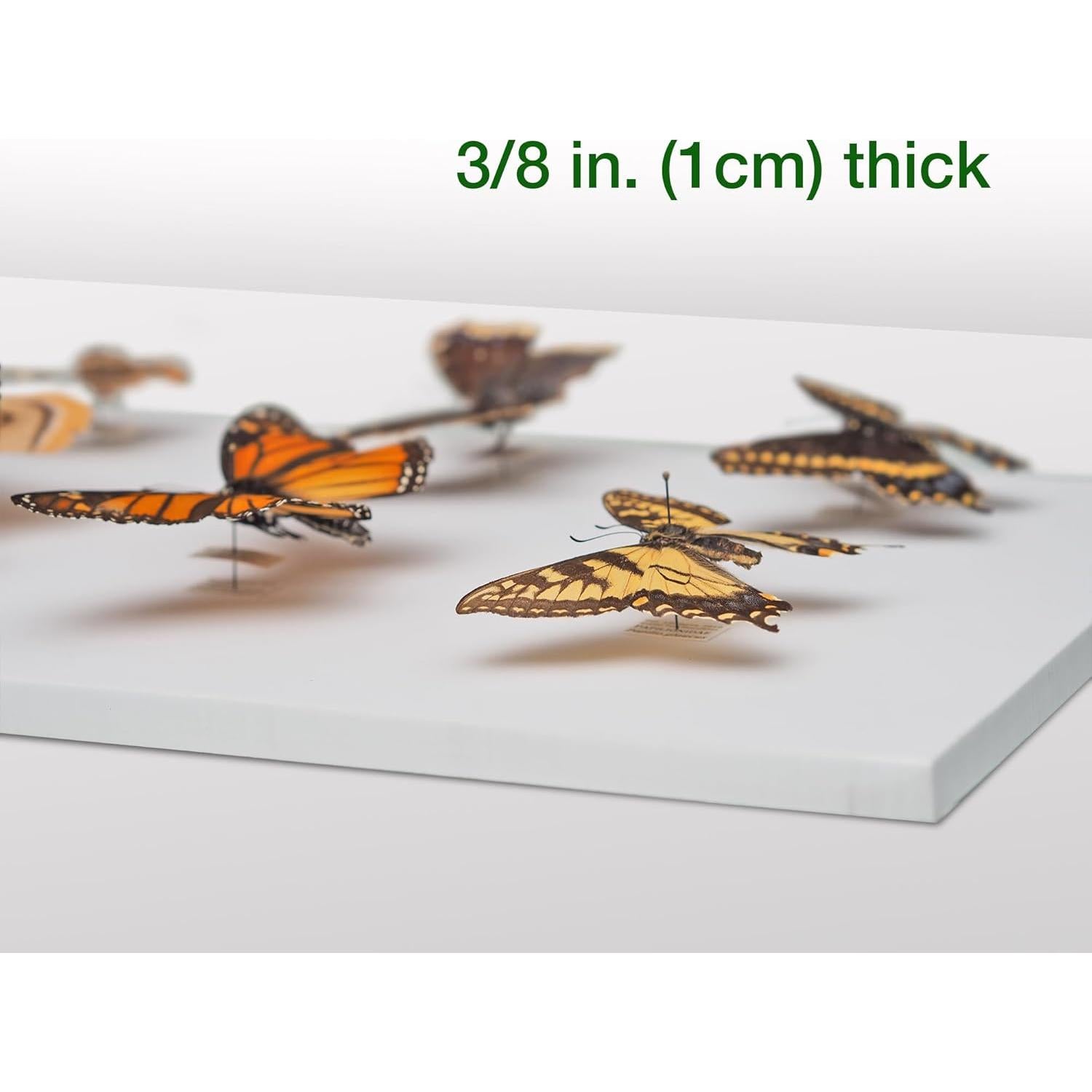 Caja de Clavado de Insectos Making It Work 33x23x6.4 cm