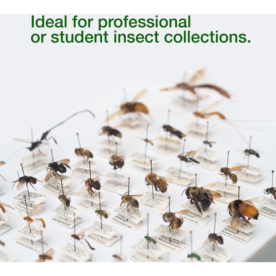 Caja de Clavado de Insectos Making It Work 33x23x6.4 cm