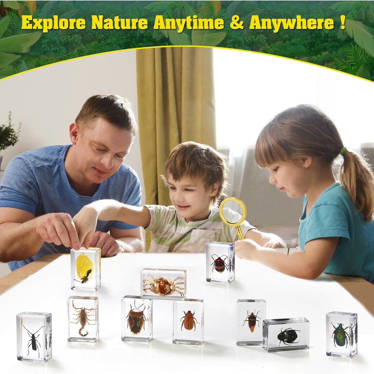 Conjunto de 15 Especímenes de Insectos en Resina BETENSH