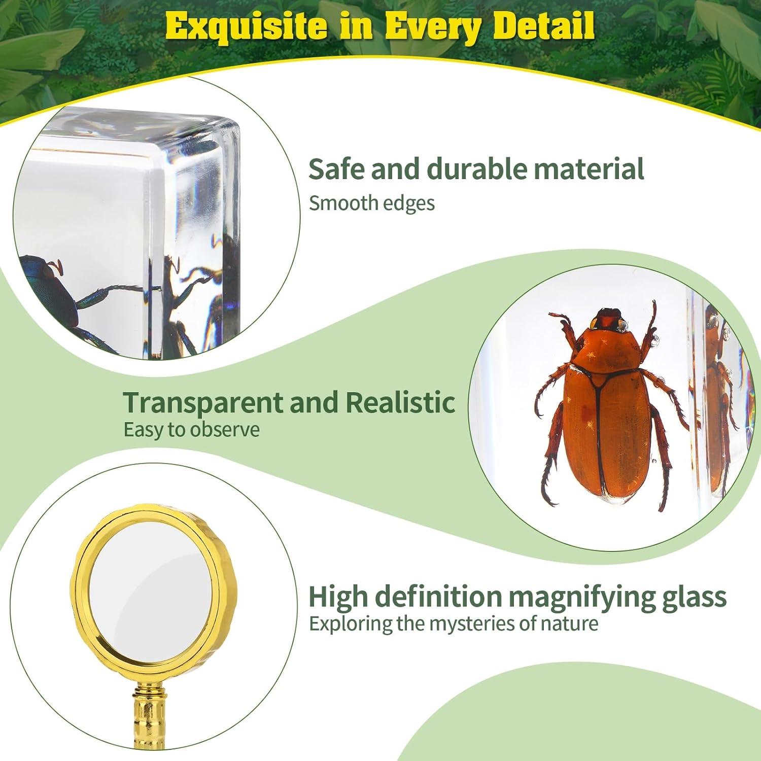 Conjunto de 15 Especímenes de Insectos en Resina BETENSH