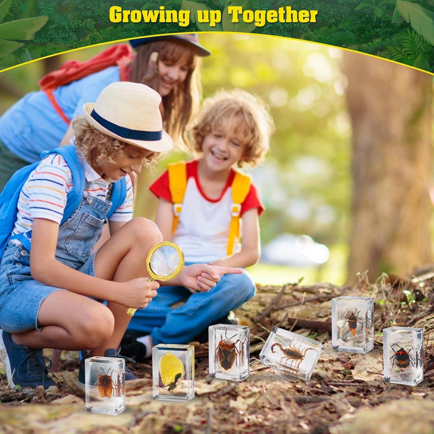 Conjunto de 15 Especímenes de Insectos en Resina BETENSH