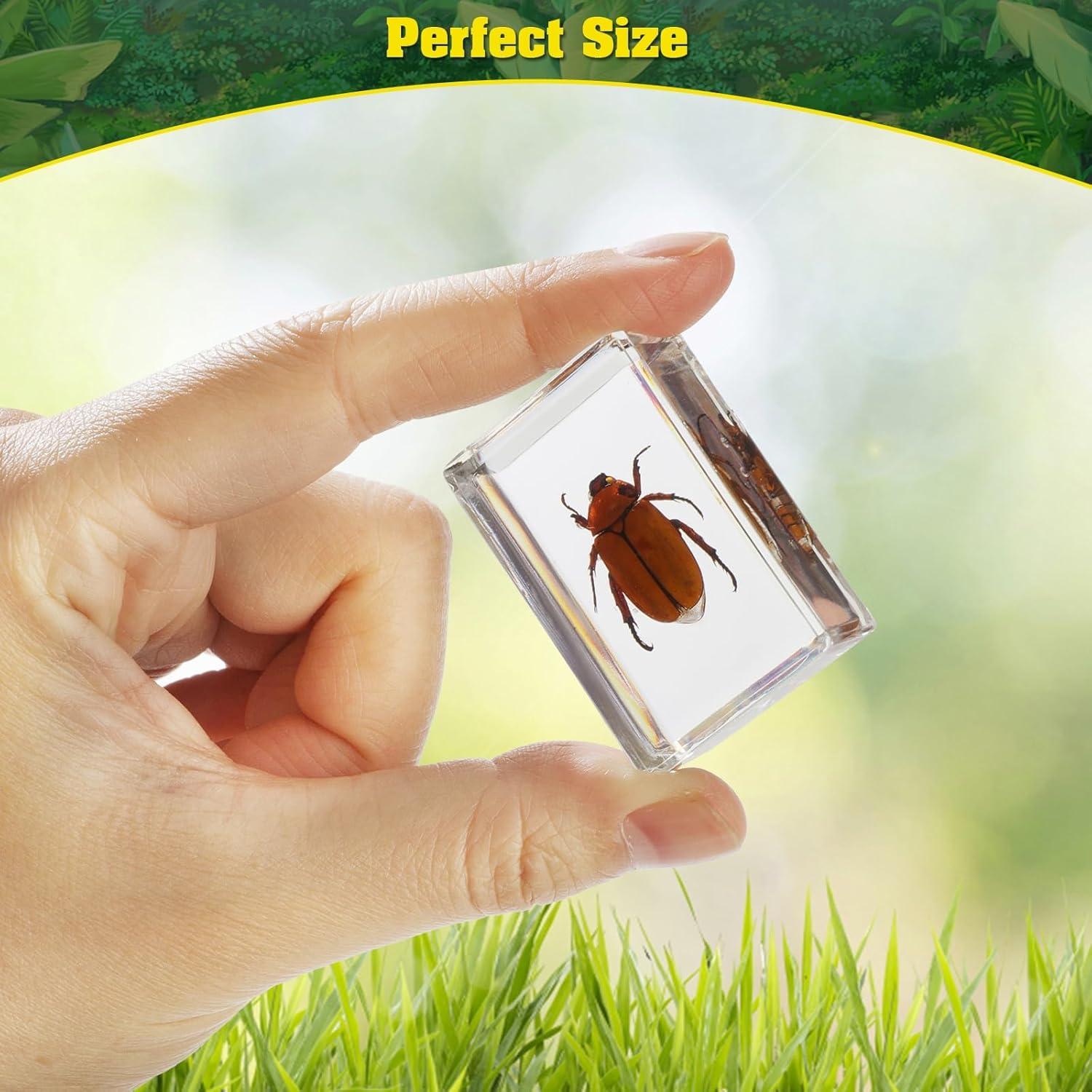 Conjunto de 15 Especímenes de Insectos en Resina BETENSH