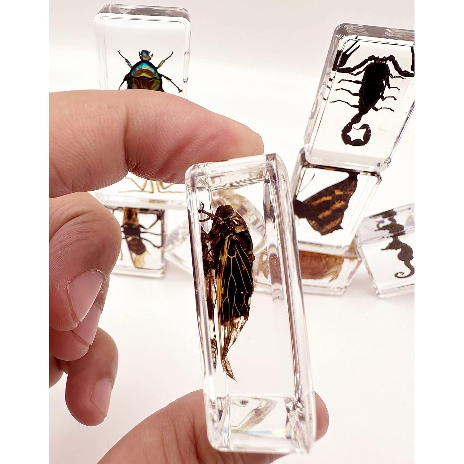 Conjunto de 15 Especímenes de Insectos en Resina BETENSH