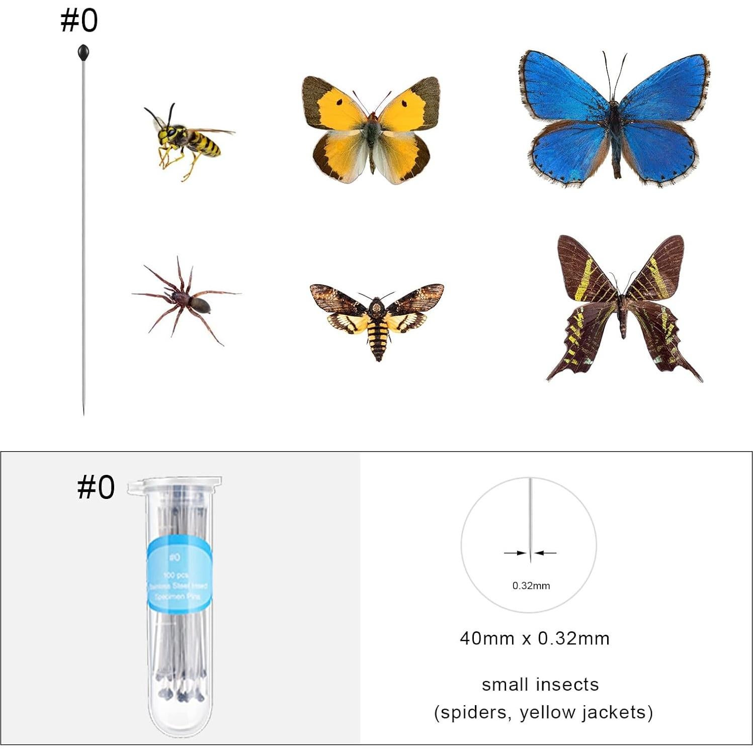 Caja de Exhibición de Insectos WILLBOND con Tapa Transparente