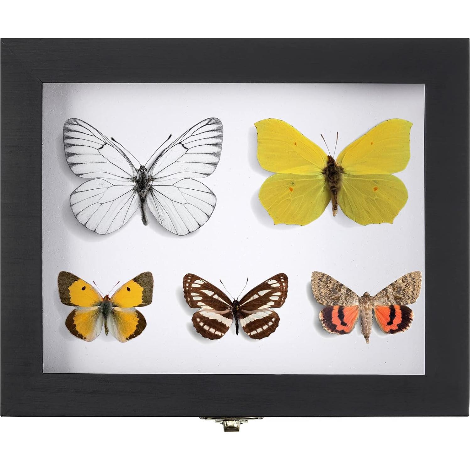 Caja de Exhibición de Insectos WILLBOND con Tapa Transparente