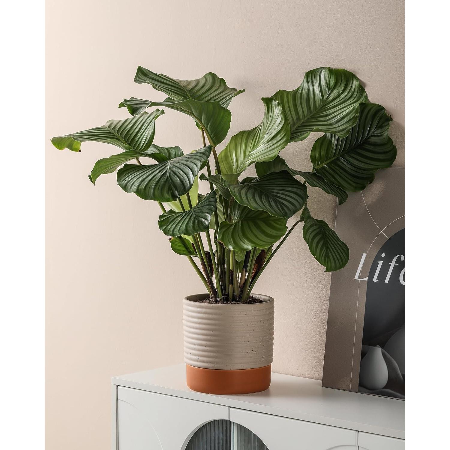 Maceta Autorriego Chubacoo Cerámica 20 cm Beige y Terracota