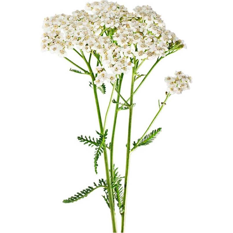 Biokoma Hierba de Milenrama Orgánica 50g - Té Natural Sin Aditivos