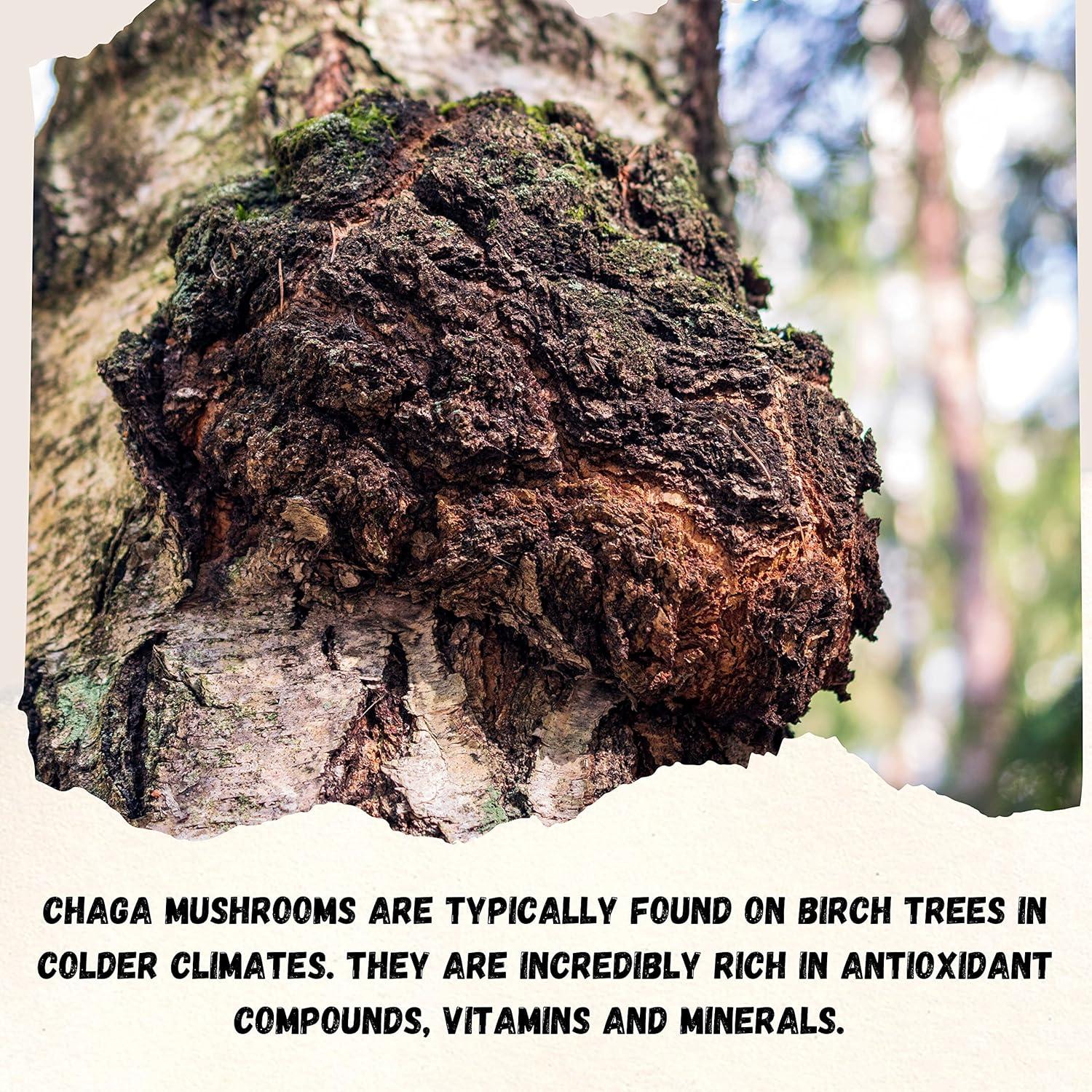 Go Nutra Polvo de Hongo Chaga 113g | Extracto 10:1 | 30% Polisacáridos