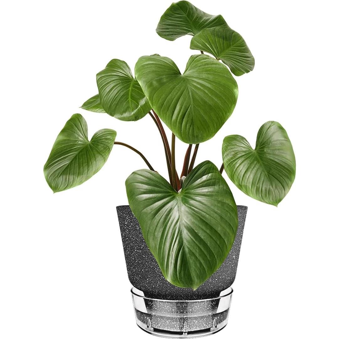 Maceta Autorriego HYNZ 15 cm 5 Piezas Negro Frosted