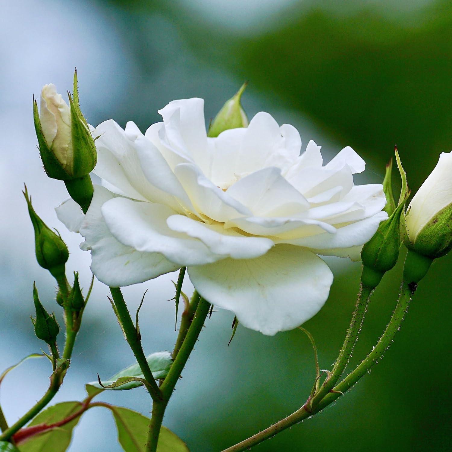 Agua Floral Orgánica Rosa Blanca 250ml Esencias Bulgaria