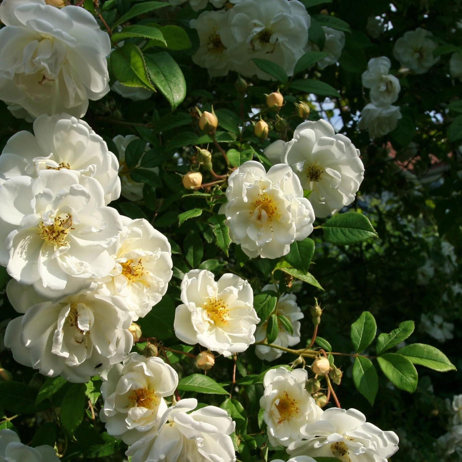 Agua Floral Orgánica Rosa Blanca 250ml Esencias Bulgaria